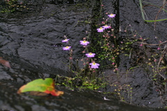 Utricularia striatula